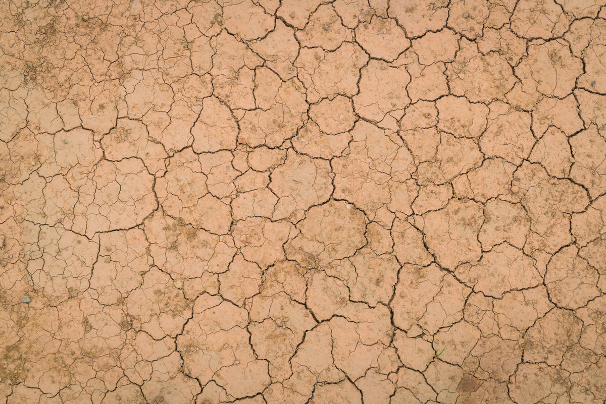 Xerosis o piel seca: ¿Qué es? Causas y tratamiento
