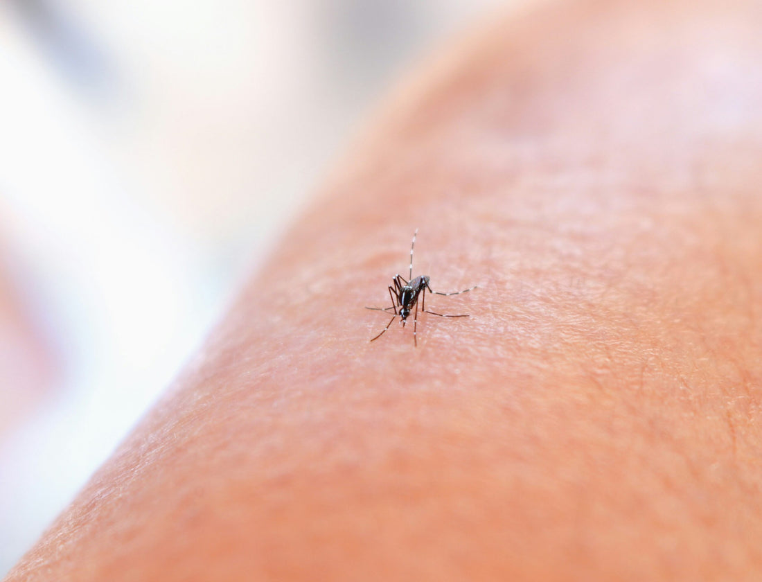 ¿Por qué nos pica la piel cuándo nos pica un mosquito?