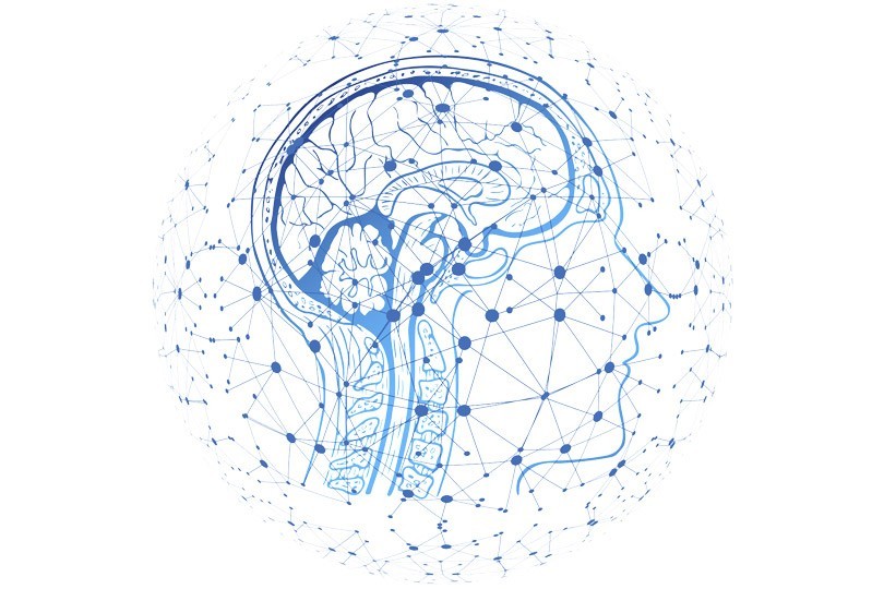 Comunicación cerebro-piel: las moléculas mediadoras del estrés
